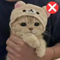 Pet (10)