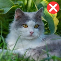 Pet (11)