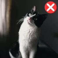 Pet (12-1)