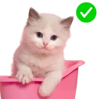 Pet (4)