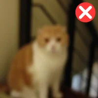 Pet (5)