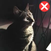 Pet (6)
